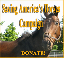 Saving America's Horses